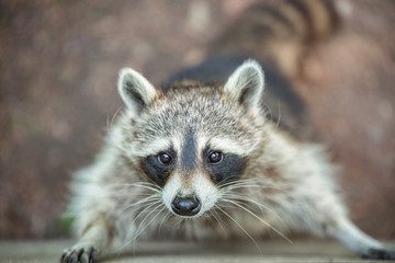 Fototapeta premium Close-up striped raccoon, with a sad begging look. Portrait of a raccoon.Predatory mammal. An animal with sad eyes. Yearning.