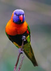 View of a colorful lorikeet bird in Melbourne, Australia