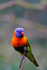 View of a colorful lorikeet bird in Melbourne, Australia