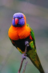 View of a colorful lorikeet bird in Melbourne, Australia