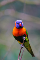 View of a colorful lorikeet bird in Melbourne, Australia