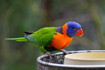 View of a colorful lorikeet bird in Melbourne, Australia
