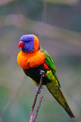 View of a colorful lorikeet bird in Melbourne, Australia