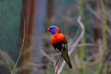 View of a colorful lorikeet bird in Melbourne, Australia