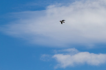 Obraz na płótnie Canvas Birds in flight in Farne Islands