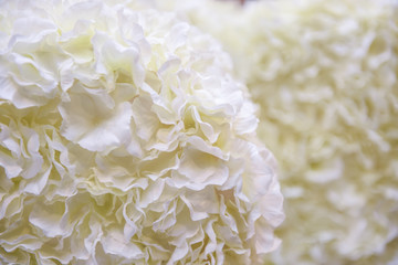 Petal White with background