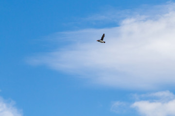 Birds in flight in Farne Islands