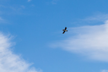 Birds in flight in Farne Islands