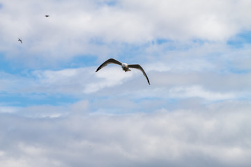 Fototapeta na wymiar Birds in flight in Farne Islands