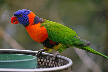 View of a colorful lorikeet bird in Melbourne, Australia