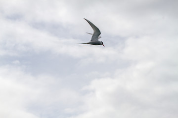 Birds in flight in Farne Islands