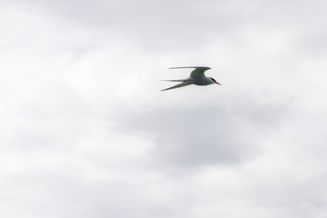 Birds in flight in Farne Islands
