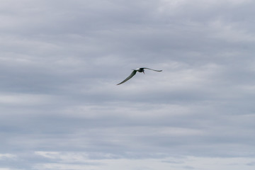 Birds in flight in Farne Islands