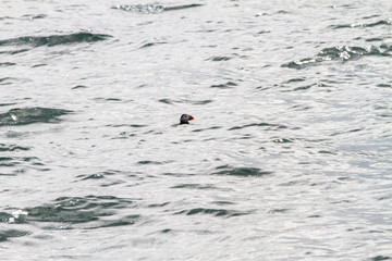 Fototapeta premium Puffins floating on the water in Farne Islands