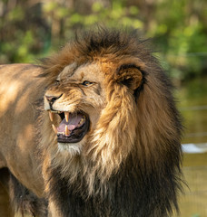lion male showing his teeth