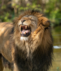 lion male roaring showing teeth