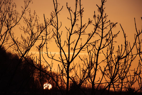 Sonnenuntergang und Abendrot hinter Ästen und Bäumen © Jale Saki