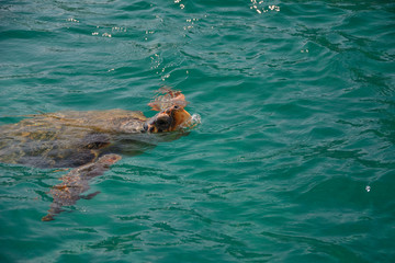 the loggerhead sea turtle (Caretta caretta) in Laganas Bay on Zakynthos island (Greece)