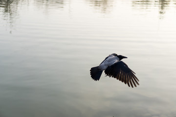 Crow flies over the water