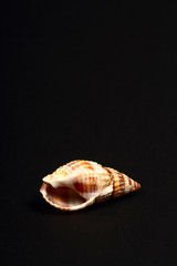 Striped Whelk sea shell found in the Adriatic,the British Isles and on the north American Atlantic coast