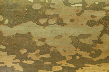 &Eacute;corce platane texture arbre