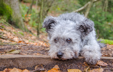 Fototapeta premium Pumi dog lying in the forest