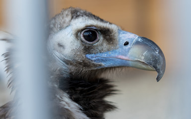 Vulture sits in a zoo cage
