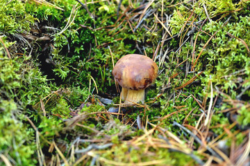 Natural white mushroom growing in a forest in the grass and old withered leaves. Edible mushroom with a brown hat, green moss autumn day