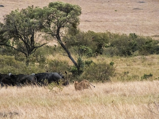 Fototapeta premium Lionesses on the Plains of the Mara