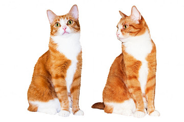 Young redhead cat with dark stripes and white breasts isolated on white background