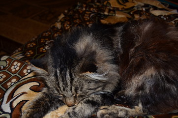 tabby cat sleeping sweetly on the couch