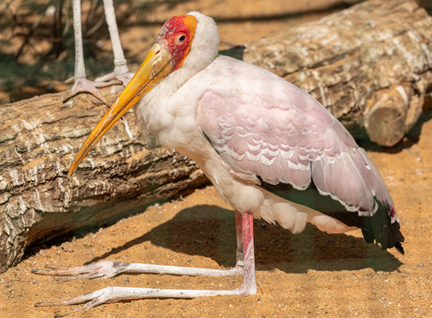 painted stork sit standing on the ground