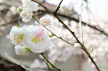 Sakura