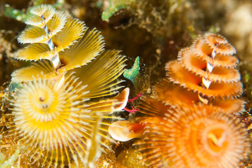 Naklejka na ściany i meble Christmas tree worms. These underwater creatures live on the reef in tropical warm water