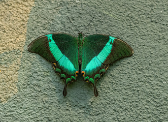 Fototapeta na wymiar tropical green butterfly sitting open on wall