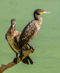 two cormorants on a branch over water in the sun
