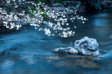 sakura tree over a river with a rock