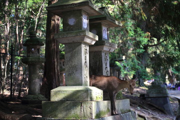 Nara Park in Nara Prefecture, Japan and the scenery of deer living in the park
