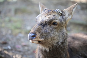 Nara Park in Nara Prefecture, Japan and the scenery of deer living in the park