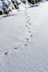 Footprints in the snow