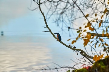 Eisvogel sitzt auf seinem Ast