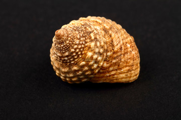 Rock snail sea shell found in Mombasa isolated on a black background