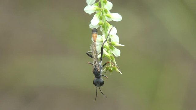Ichneumonoidea, Hymenoptera: Ichneumonidae and Braconidae. parasitoid wasp sitting on wild flowers. View macro in wildlife