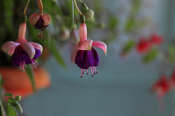 Lilac-colored Fuchsia
