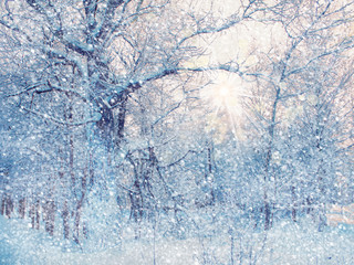 beautiful winter landscape trees in snow sun evening bokeh