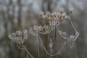 Misty day nature outdoor fog
