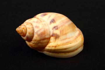 Honey Whelk sea shell found in Greece isolated on a black background