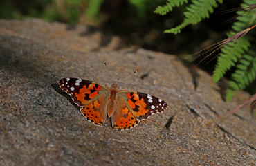 Thorn Butterfly / Vanessa cardui