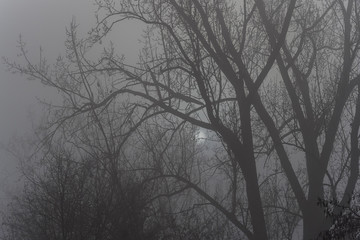 Misty day nature outdoor fog