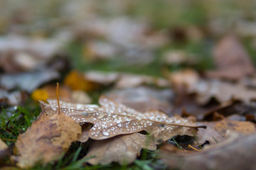 Misty day nature outdoor fog